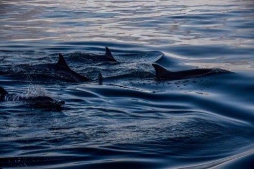 Picture of Atlantic Sunset