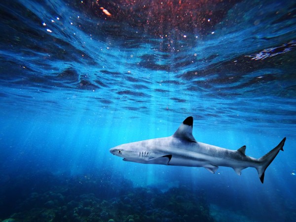 Picture of Blacktip reef shark swiming in deep blue sea with light rays underwater