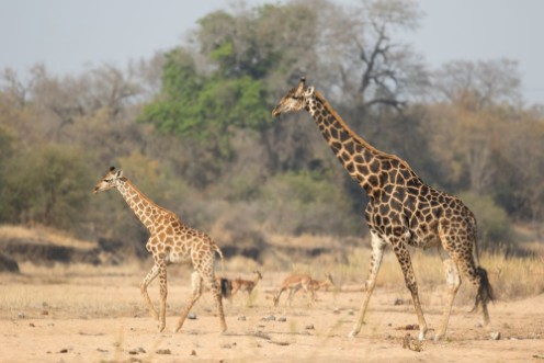 Снимка на Giraffe in the Timbavati