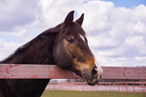 Afbeeldingen van Horse in a paddock