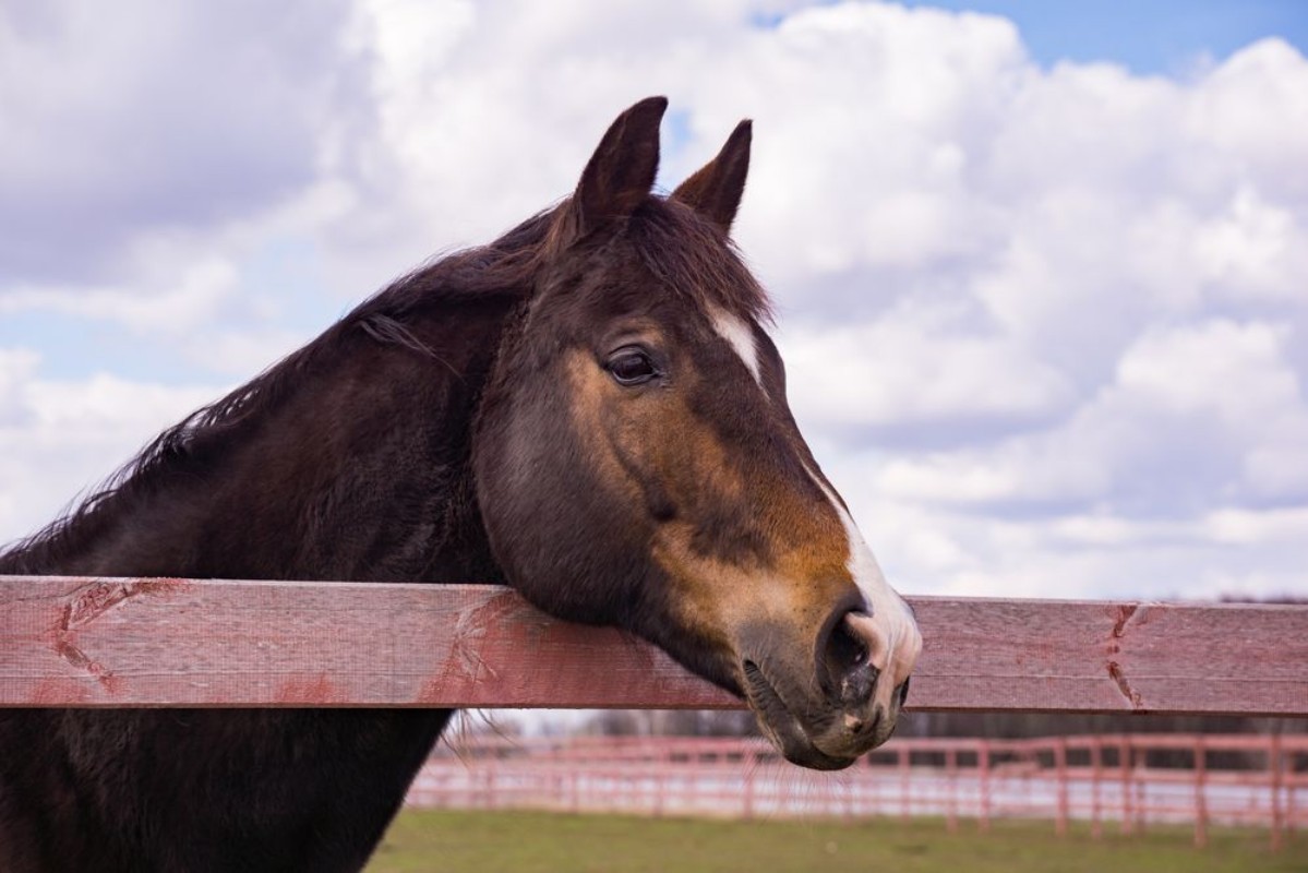 Afbeeldingen van Horse in a paddock