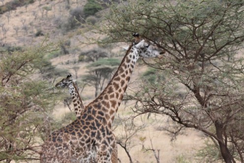 Afbeeldingen van Masai giraffe in Serengeti National Park Tanzania
