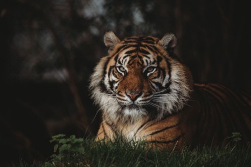 Picture of Sumatran Tiger