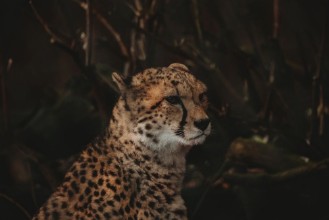 Picture of Cheetah