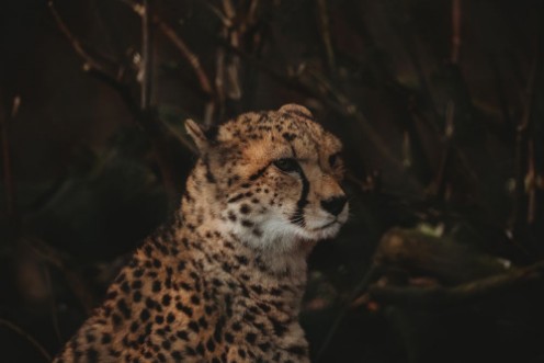 Picture of Cheetah