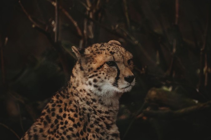 Picture of Cheetah
