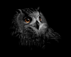 Bild på Portrait of a long-eared owl on a black background