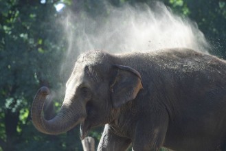 Image de Indischer Elefant bewirft sich mit Staub