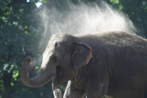 Picture of Indischer Elefant bewirft sich mit Staub