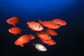 Pilt Coral reef and fish in ocean 