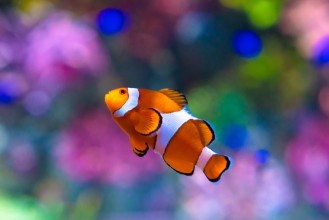 Picture of Nemo Fisch 