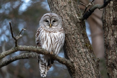 Image de Barred Owl