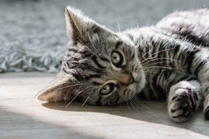 Afbeeldingen van Katze - Britischkurzhaar