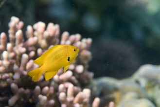 Image de Sulfur damselfish
