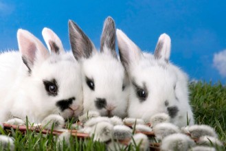 Image de Drei Zwergkaninchen auf der grnen Wiese  verstecken sich hinter Weidenktzchen