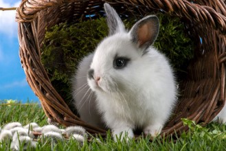 Picture of Zwergkaninchen sitzt aufmerksam in umgekippten Weidenkorb auf der grnen Wiese vor blauem Himmel