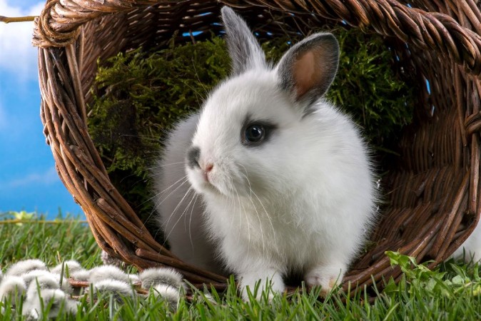 Image de Zwergkaninchen sitzt aufmerksam in umgekippten Weidenkorb auf der grnen Wiese vor blauem Himmel