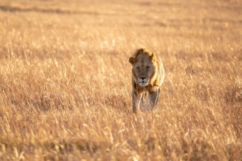 Picture of Close up shot of male lion walking in savanna at sunrise Maasai Mara national reserve