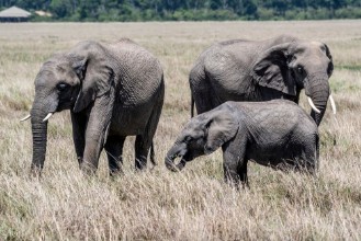Picture of African elephant family feeding dry grass in Maasai Mara