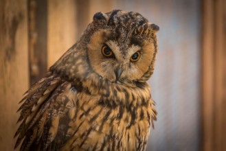 Bild von Owl looking around on a branch