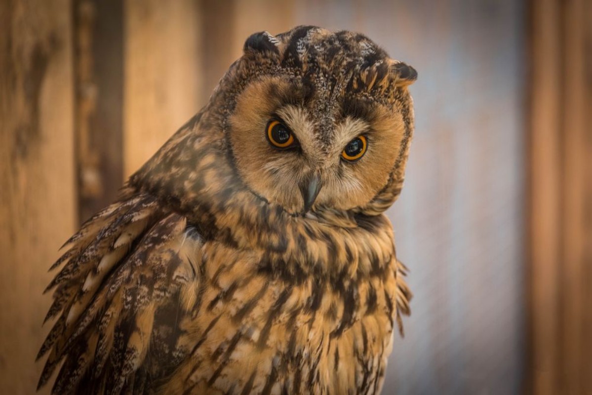 Picture of Owl looking around on a branch