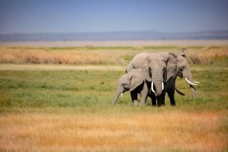 Picture of A group of elephants gathered tightly together in the grassland of Africa