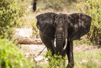Obrázek Elephant the king