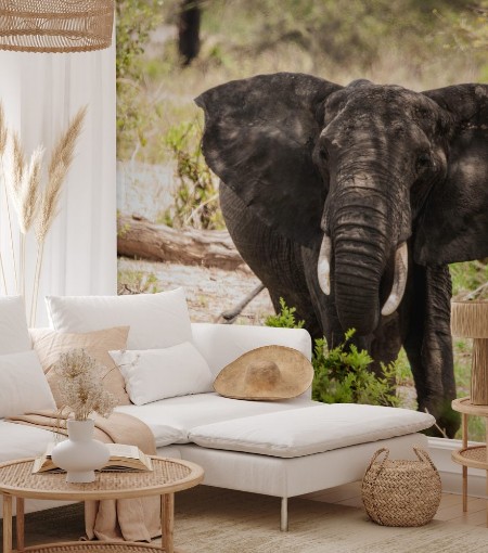 Afbeeldingen van Elephant the king