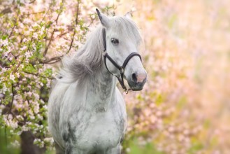 Bild vun White Horse Portrait