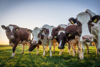 Bild von Cows