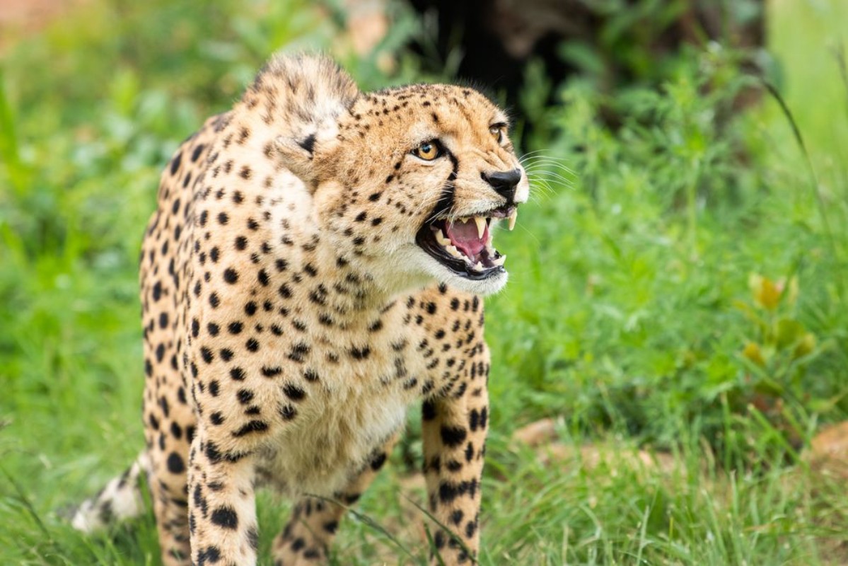 Picture of Cheetah bares teeth at threat