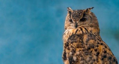 Bild von Beautiful eagle owl on blue background with copy space