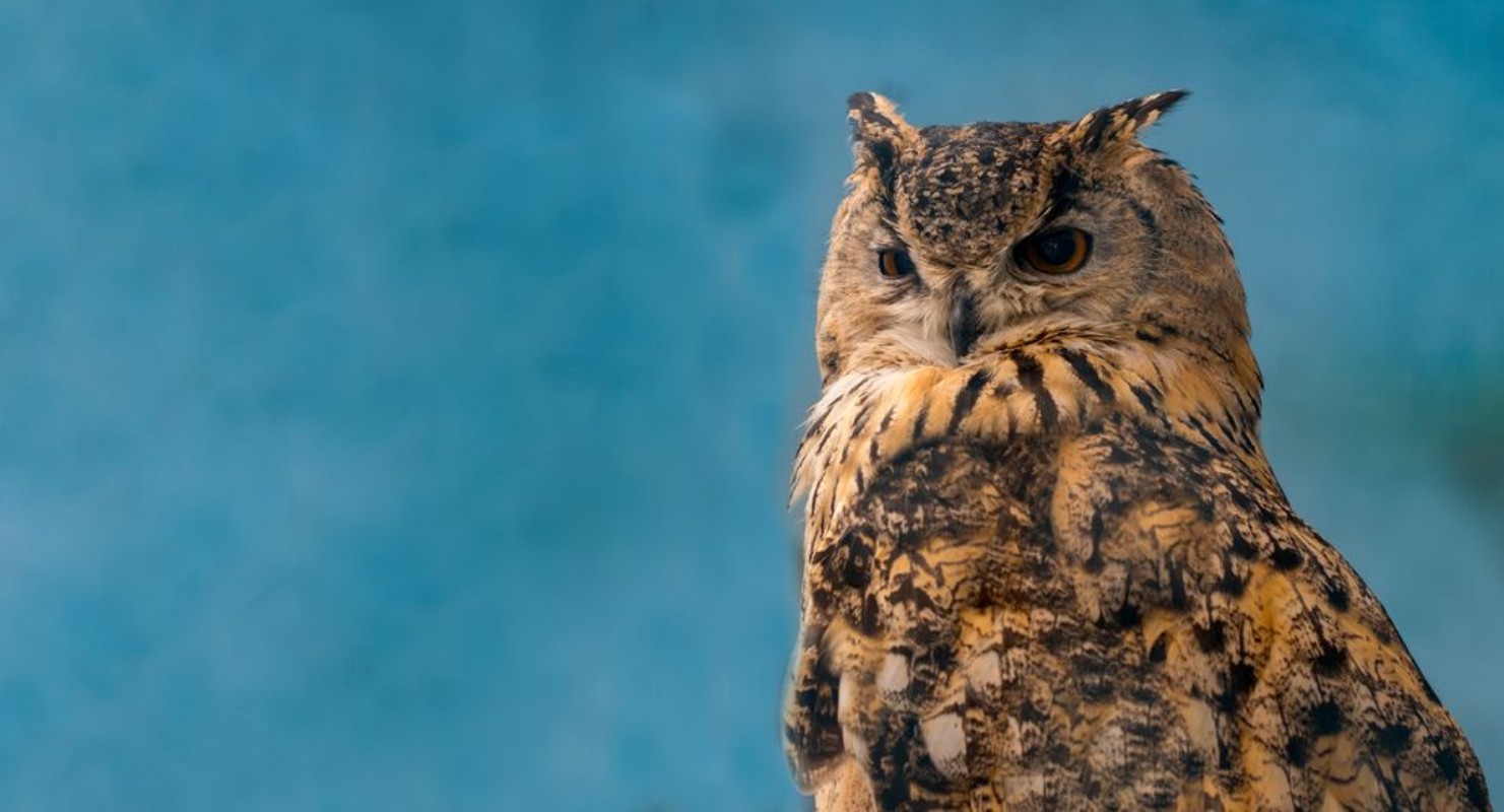 Picture of Beautiful eagle owl on blue background with copy space