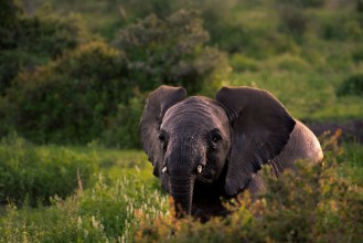 Obrázok z Elephant in field