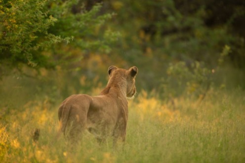 Afbeeldingen van Lion pride up close and personal in beautiful afternoon light
