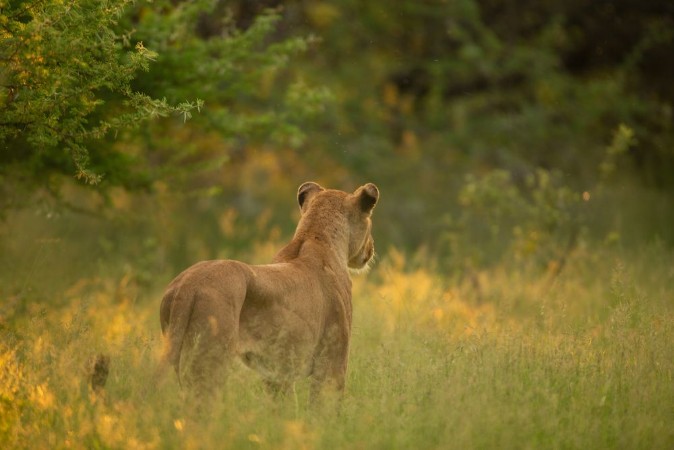 Picture of Lion pride up close and personal in beautiful afternoon light