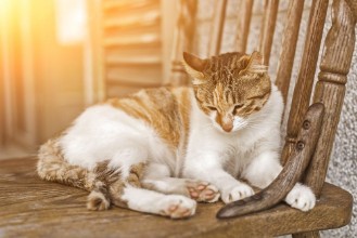Bild von Young cat sleep