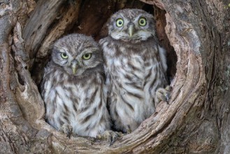 Slika Steinkauz Athene noctua