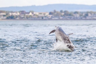 Picture of Happy playful wild dolphins breaching and jumping out of water while hunting for migrating atlantic salmon