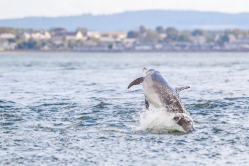 Afbeeldingen van Happy playful wild dolphins breaching and jumping out of water while hunting for migrating atlantic salmon