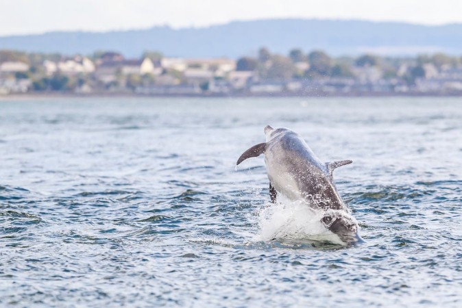 Picture of Happy playful wild dolphins breaching and jumping out of water while hunting for migrating atlantic salmon