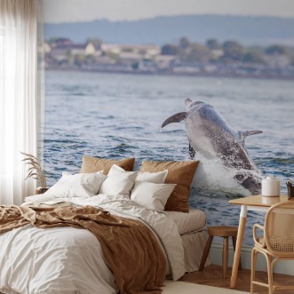 Afbeeldingen van Happy playful wild dolphins breaching and jumping out of water while hunting for migrating atlantic salmon