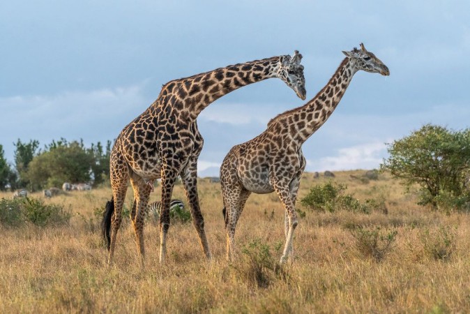 Afbeeldingen van Male and female giraffe mating in Maasai Mara at sunset