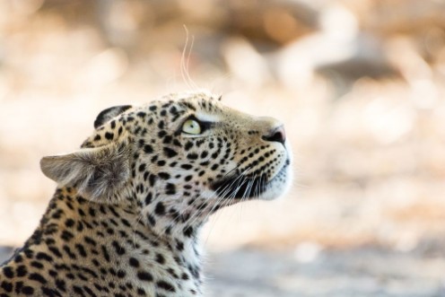 Image de Close-up portrait of a leopard looking up spellbound Khwai River Botswana Africa