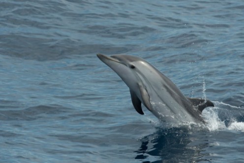Afbeeldingen van Dolphin Peek-a-boo