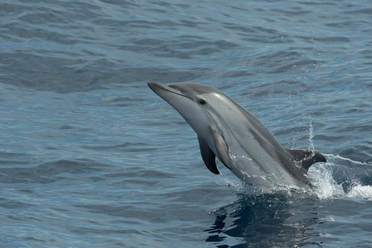 Image de Dolphin Peek-a-boo