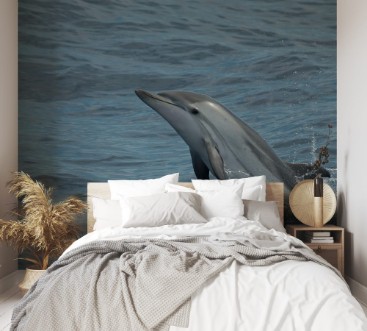 Afbeeldingen van Dolphin Peek-a-boo