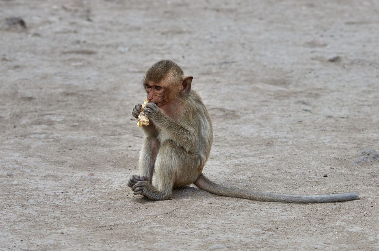Picture of Baby Monkey Eating
