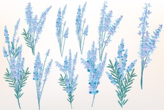 Picture of Big spring set of lavender flowers for design