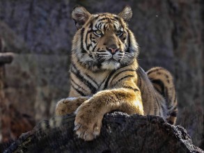 Afbeeldingen van Young female Sumatran Tiger Panthera tigris sumatrae lying on trunk and looking around